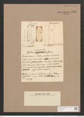 Synedra provincialis Grun. (de-Toni-Nr.: Genus 66, Species 2586) Zeichnungen Sammlung Grunow Nr. 5246 (NHMW-BOT-W0373621)